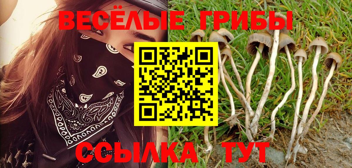 Псилоцибиновые грибы мицелий Геленджик